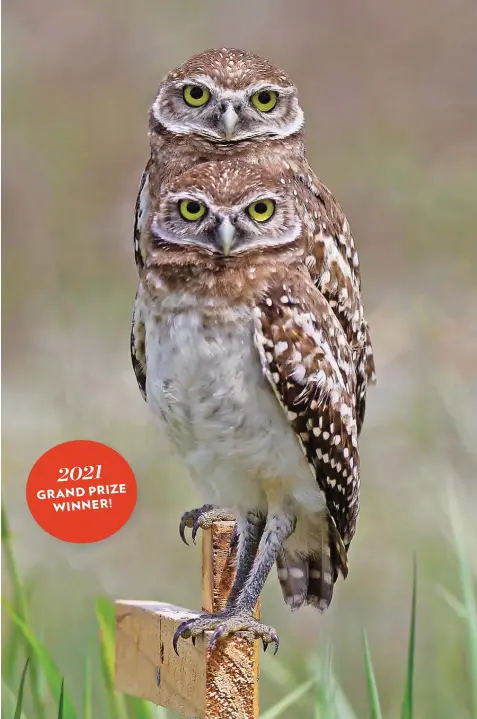  ?? Jason Patterson
SAFETY HARBOR, FL ?? 2021 GRAND PRIZE WINNER!
My son and I love to take pictures of owls. When he’s out of school, we go on short trips to search for them. We decided to look for burrowing owls in Cape Coral, Florida. We sat in the car to watch from a distance and not disturb them. These owls are on Florida’s threatened species list, mainly due to loss of habitat. The picture is special not only because the burrowing owls are close to each other, but because of the time my son and I spent together.