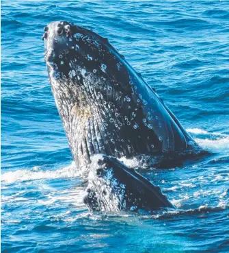  ??  ?? Whales in Paradise tour operators hope to capture footage of whales calving off the Gold Coast.