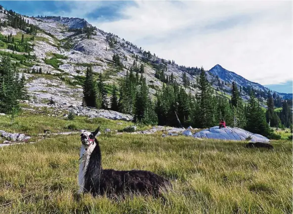  ??  ?? Llamas bedding down at the base camp meadow.