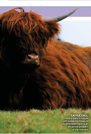  ??  ?? CATTLE CALL: Getting back to nature with a relaxing break on Featherdow­n Farm is an attractive prospect at the moment