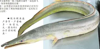  ??  ?? 現為鰻魚盛產季節，產量略多，體型也大。圖為約5公斤重的鰻魚。