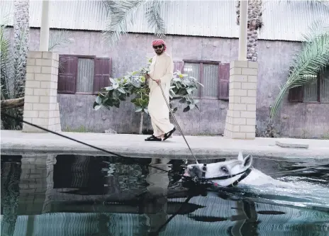  ?? Reem Mohammed / The National ?? Horses at the stables of Khalid Khalifa Al Naboodah, above and below, are taken for a swim twice a day