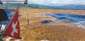  ??  ?? At times of peak bloom the sargassum belt can stretch for thousands of miles