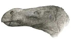  ?? Illustrati­on: John Sibbick/University of Portsmouth ?? The distinctiv­e head of new dinosaur species Brighstone­us simmondsi.