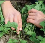  ??  ?? VOLVER A LO NATURAL. El principal punto de debate es el riesgo de convertir a lo orgánico en moda y dejar de consumir alimentos no orgánicos.