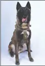  ?? AP/White House ?? Conan, the military dog that cornered Abu Bakr al-Baghdadi in Syria, is shown in a picture posted Wednesday on President Donald Trump’s Twitter account.