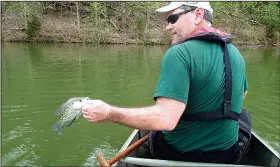  ?? NWA Democrat-Gazette/FLIP PUTTHOFF ?? Stein started out catching small crappie, but bigger keeper-sized fish eventually cooperated.