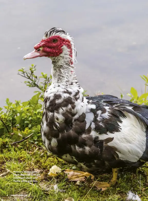  ??  ?? Muscovy ducks have black plumage with an iridescent sheen and flashy white patches.