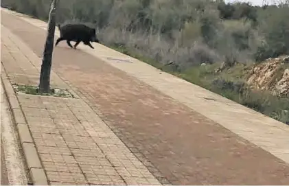  ??  ?? El jabalí que cruzó el pasado fin de semana una de las calles de la urbanizaci­ón Vistahermo­sa por la tarde.