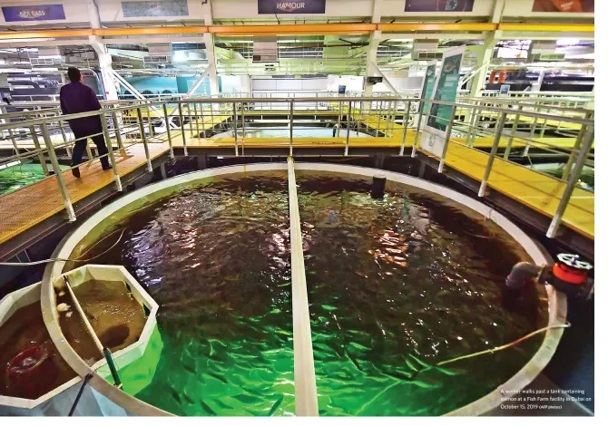  ?? (AFP photos) ?? A worker walks past a tank containing salmon at a Fish Farm facility in Dubai on October 15, 2019