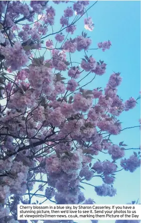  ??  ?? Cherry blossom in a blue sky, by Sharon Casserley. If you have a stunning picture, then we’d love to see it. Send your photos to us at viewpoints@men-news. co.uk, marking them Picture of the Day