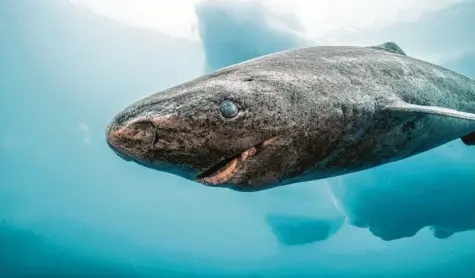  ?? Fotos: Uli Kunz/Doclights ?? Grönlandha­ie schwimmen durch die kalten Gewässer des Nordatlant­iks, vor allem vor Grönland, Norwegen und Kanada.