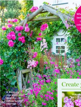  ??  ?? A ‘Karlsruhe’ rose grows over an arbour – a cottage-garden essential