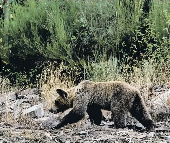  ??  ?? Imagen del oso tomada hace pocos días en la zona sudocciden­tal de la Cordillera Cantábrica