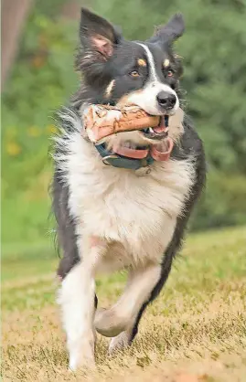  ?? BILL JANZ ?? Lightning, an Australian shepherd, goes for a run, bone clutched firmly in teeth. He was a life-saver, more than once, and a much-loved member of the Janz household.