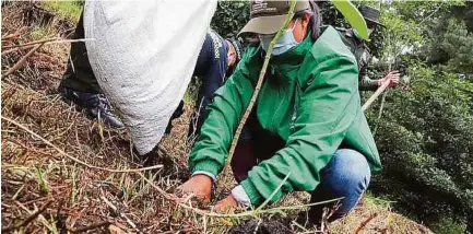  ?? CORTESÍA SEC. DE AMBIENTE. ?? El control y manejo de especies invasoras y el mantenimie­nto de jardines y huertas serán algunas de las labores.