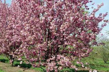  ?? Chimonanth­us praecox, ?? Bellezza
Sopra, ciliegio da fiore giapponese, il Prunus serrulata A destra, il giallo accesso del calicanto,