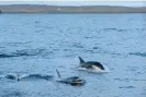  ?? Photograph: Nature Picture Library/Alamy ?? Orcas following a trawler off the Shetland Isles, Scotland. Strandings may be exacerbate­d by high levels of PCBs in their bodies.