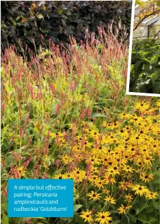  ??  ?? A simple but effective pairing: Persicaria amplexicau­lis and rudbeckia 'Goldsturm'