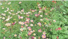  ??  ?? Lots of different small daisies planted into sparse Autumn sage covers spaces between plants for a lush cottage garden.