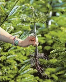  ?? Foto: David Ebener, dpa ?? Jeder Baum zählt, meint Frithjof Finkbeiner. Er argumentie­rt, dass durch Aufforstun­g das Klima geschützt werden kann.