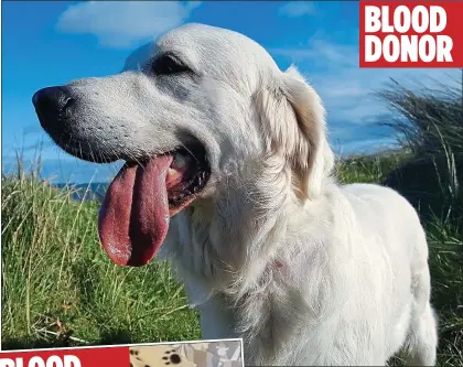  ??  ?? Top dog: Liam Moriarty’s golden retriever Molly helped save the life of puggle Mindy
BLOOD DONOR