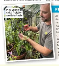  ??  ?? Pick young chilli fruit for a milder taste