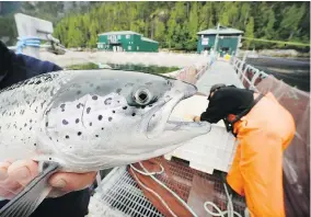  ?? — BILL KEAY/PNG FILES ?? Atlantic salmon have been introduced to West Coast waters many times, but the population has never taken hold.