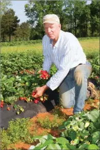  ?? MARK BUFFALO/THREE RIVERS EDITION ?? Rex Barnhill of Barnhill Orchards picks some fresh strawberri­es at his farm between Cabot and Lonoke.