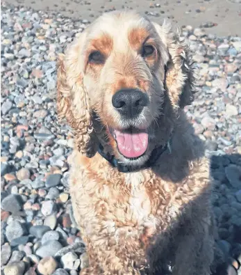  ??  ?? Thanks to Fiona Allan, from Aberdeen, for sending us this great photo of Ziggy the cocker spaniel, pictured at Aberdeen Beach last month.