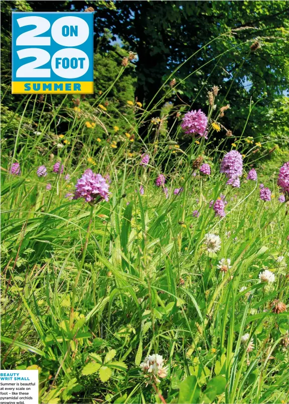  ??  ?? Summer is beautful at every scale on foot – like these pyramidal orchids growing wild. BEAUTY WRIT SMALL