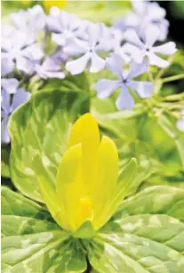  ?? STAFF PHOTO BY TIM BARBER ?? Yellow toadshade trillium, below, highlights the blue phlox above it.