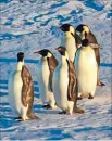  ??  ?? Tough existence: Emperor penguins are threatened by climate change