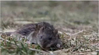  ?? FOTO: DIREKTPRES­S ?? FÄRRE. Råttorna har svårt att värja sig mot det pastellblå pulvergift­et som sprutas ner i gångarna.