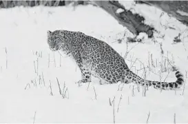  ?? Associated Press file ?? A new study shows leopards have lost 75 percent of their historic range, with three subspecies in danger. The new findings have surprised scientists who previously believed leopards were less threatened by human impacts.