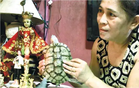  ?? (SUN.STAR FOTO/ALEX BADAYOS) ?? FAITH. Fe Mangubat shows her pet turtle she named Niño Turtle after she found that it bears the image of the Sto. Niño on its back. Since the turtle’s image has become viral on social media, Mangubat has been entertaini­ng visitors who claim they had...