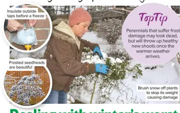  ??  ?? Insulate outside taps before a freeze Frosted seedheads are beautiful Perennials that suffer frost damage may look dead, but will throw up healthy new shoots once the warmer weather arrives. Brush snow off plants to stop its weight causing damage