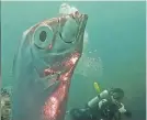  ?? NEWSFLARE/AP ?? Oarfish can be found around the globe in non-Arctic waters and are characteri­zed by their scaleless body covered in silvery guanine.