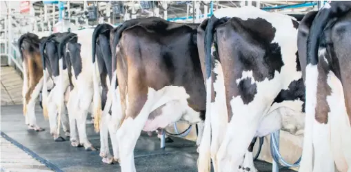  ??  ?? Les sources de calcium de moins bonne qualité sont faites de calcite seulement, une structure grossière et peu uniforme, ce qui rend leur absorption par les vaches laitières beaucoup moins efficace.