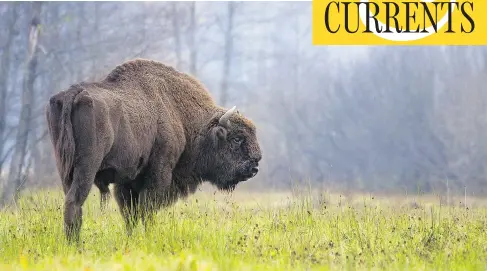  ?? RAFAL KOWALCZYK / THE ASSOCIATED PRESS FILES ?? A bison grazes in the Bialowieza Forest in eastern Poland in 2013, some 80 years after top Nazi Hermann Goering’s twisted plan to restore prehistori­c animals to a conquered and ethnically cleansed Europe.