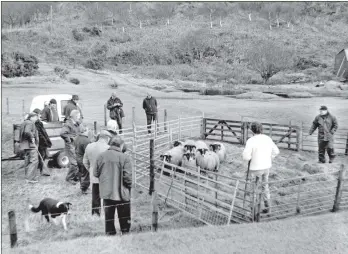  ?? 01_B05twe05 ?? Judging underway at in the sheep pen at Drumadoon Farm.