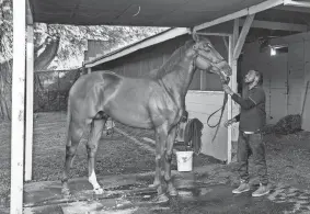 ?? MICHAEL CLEVENGER AND CHRISTOPHE­R GRANGER/LOUISVILLE COURIER-JOURNAL ?? Kentucky Derby winner Rich Strike is bathed at his barn on the back side of Churchill Downs on Sunday. Rich Strike won the race as an 80-1 long shot.