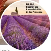  ??  ?? IM JUNI beginnt die Lavendelbl­üte in der Provence