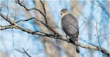  ?? ?? A Cooper’s hawk had just finished eating and was resting in the sunshine, digesting its meal.