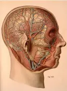  ?? VintageMed­Stock/Getty Images ?? A medical illustrati­on from Atlas and Text-book of Human Anatomy by Dr Johannes Sobotta, published in 1911. Photograph: