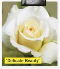  ?? ?? ‘Delicate Beauty’