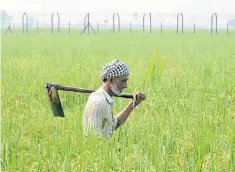  ??  ?? A farmer in a rice field by the fence between India and Pakistan 30 miles from Amritsar