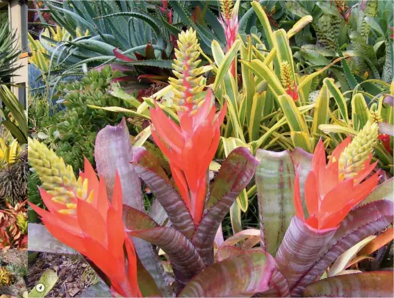  ??  ?? 3 FAN THE FLAMES
With its punky hairdo, the dragon tree (Dracaena draco) is a dramatic feature in any dry, sunny garden. Surround it with fiery-coloured bromeliads and succulents.
4 WE LOVE a sunburnt country The bright yellow flowers and bright red bracts of this bromeliad (Aechmea nudicaulis) are enhanced by sun exposure.
5 NATIONAL COLOURS
You may think of Irish roses as those dark rosees but they also come in green and gold, such as Aeonium ‘Sunburst’.
6 stripe you lucky
Create height, movement and a point of difference with the colourful leaf spines of the Abyssinian banana.
7 put red to bed
When succulents flower, there’s nothing beer than Crassula falcata.