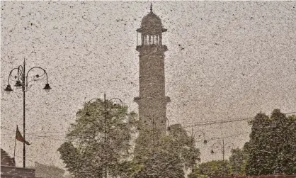  ?? Photograph: Vishal Bhatnagar/NurPhoto ?? Swarms of locust were spotted in Jaipur, Rajasthan, on Monday.
