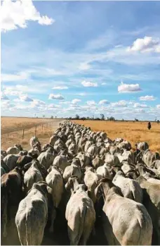  ??  ?? A mustering photo from Zoe’s time working in the beef industry.